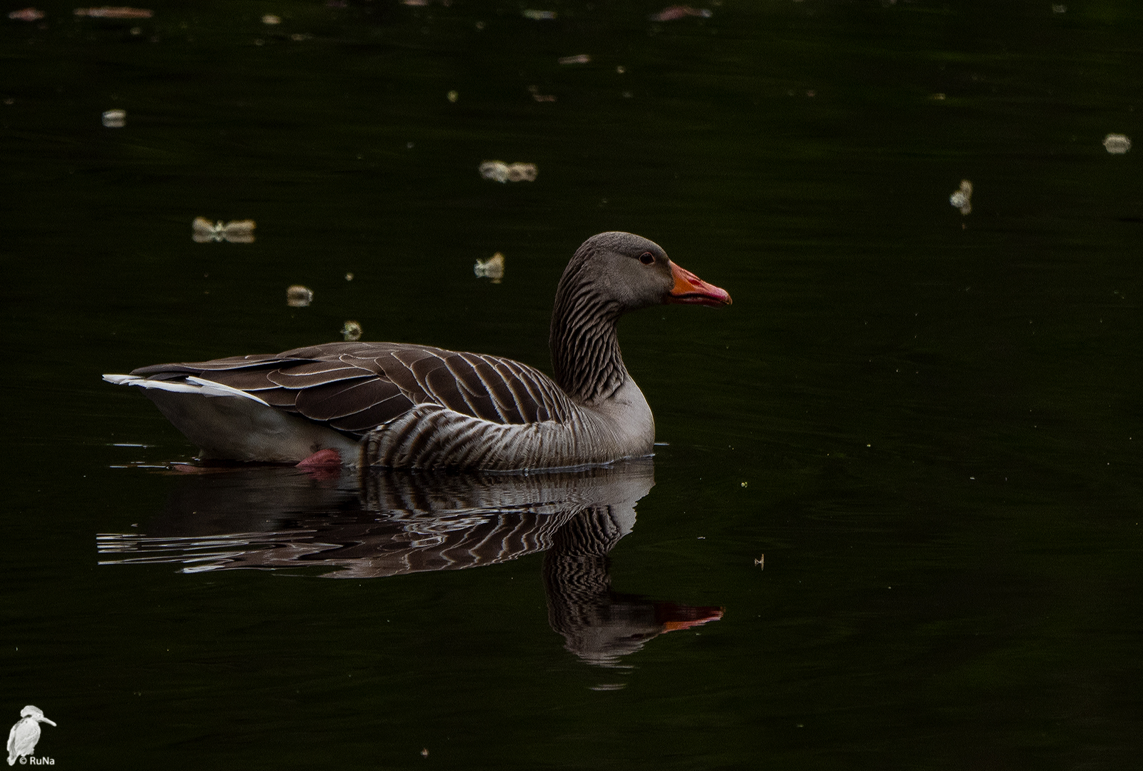 Graugans im Waldteich