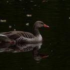 Graugans im Waldteich