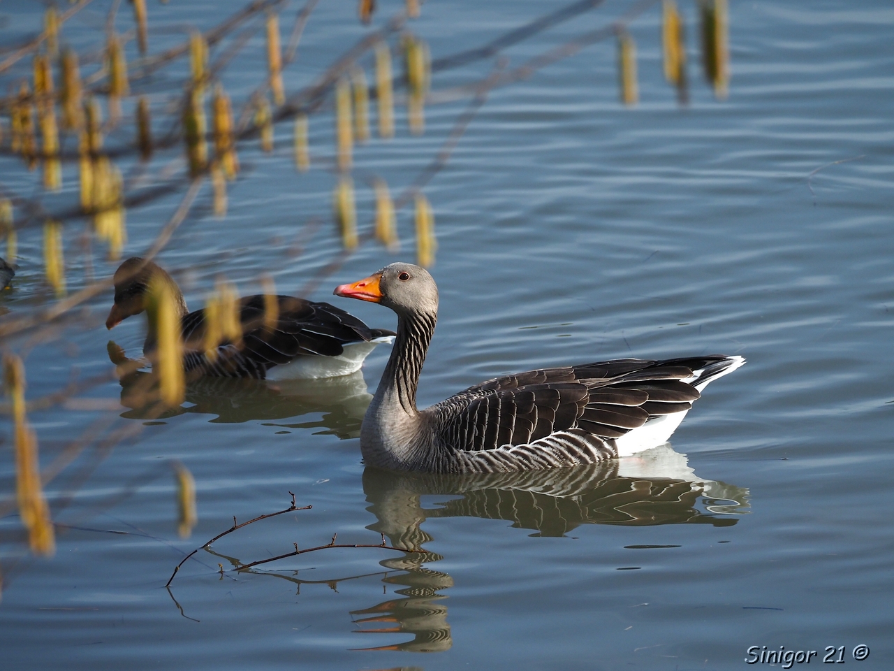 Graugans im Wasser