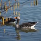 Graugans im Wasser