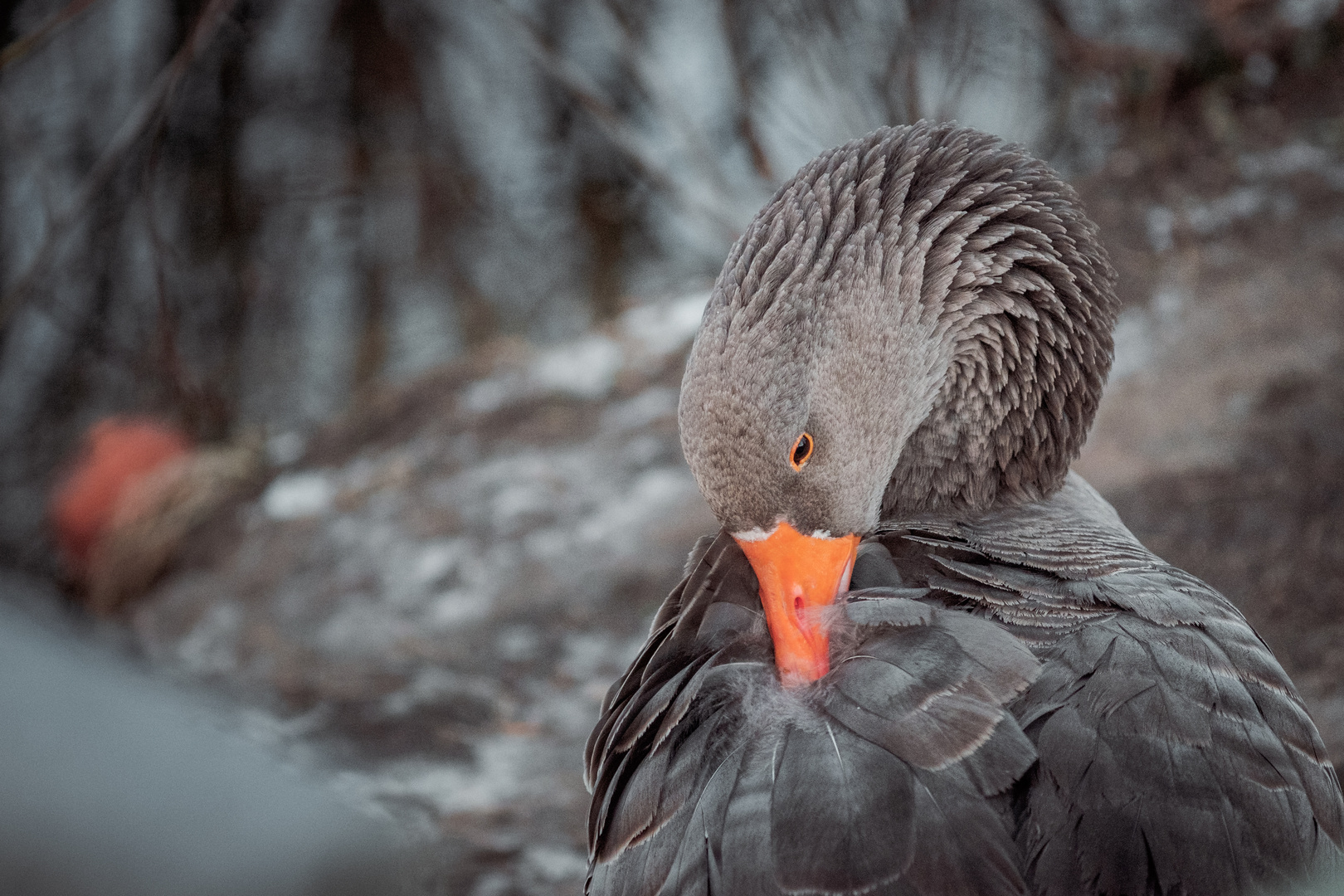 Graugans im Winter