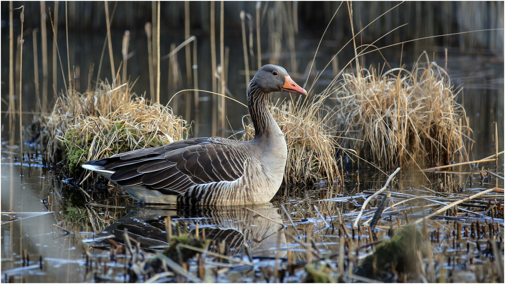 Graugans im zugewachsenen Raakmoorteich