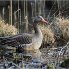 Graugans im zugewachsenen Raakmoorteich