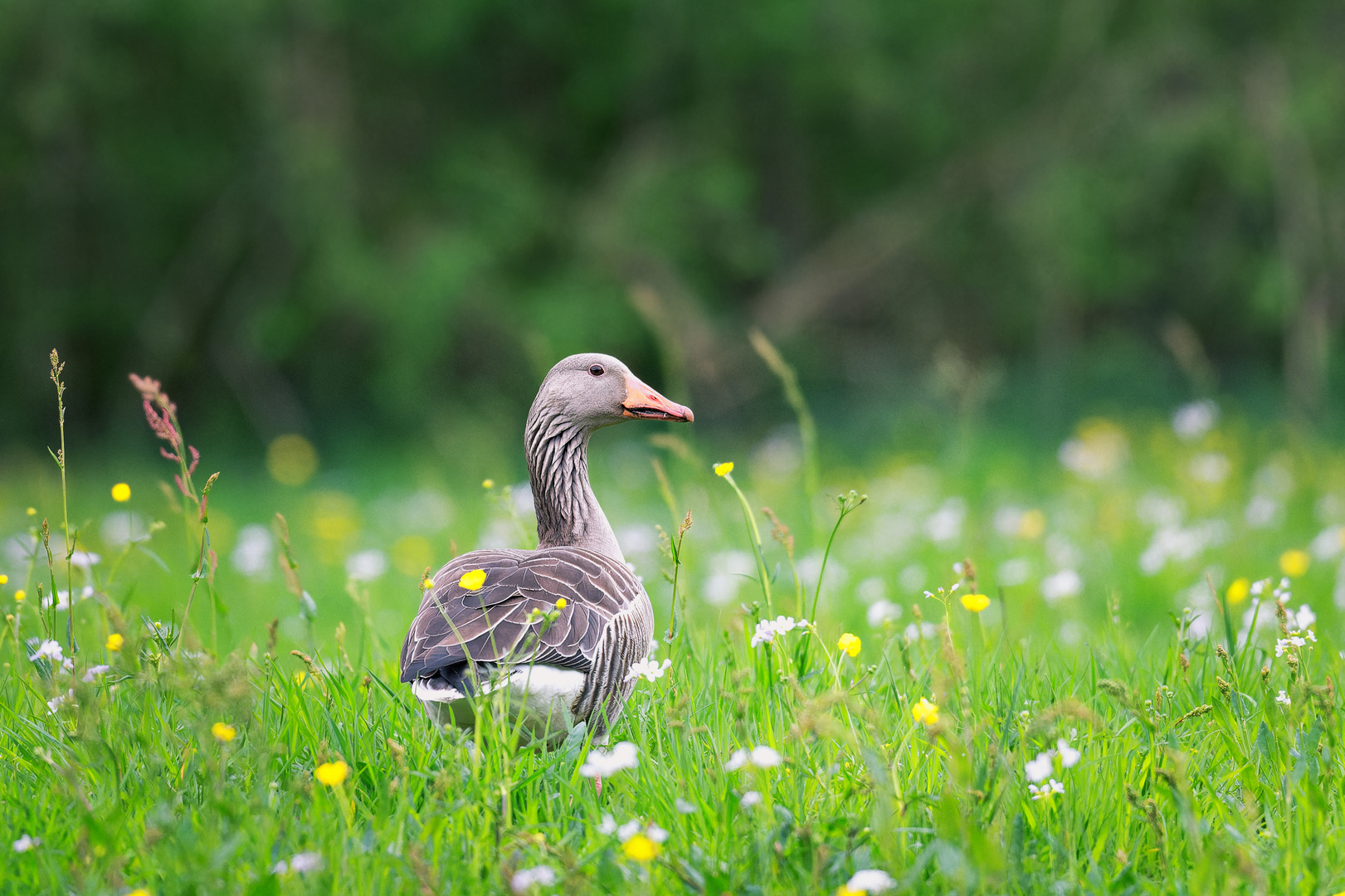 Graugans in der Blumenwiese