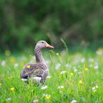 Graugans in der Blumenwiese