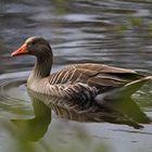 Graugans in der "Vogelkoje" auf Amrum