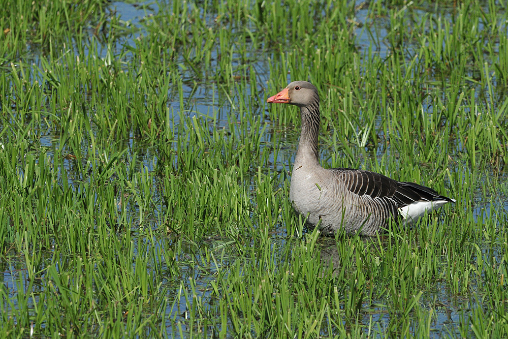 Graugans in der Wasserwiese