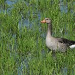 Graugans in der Wasserwiese