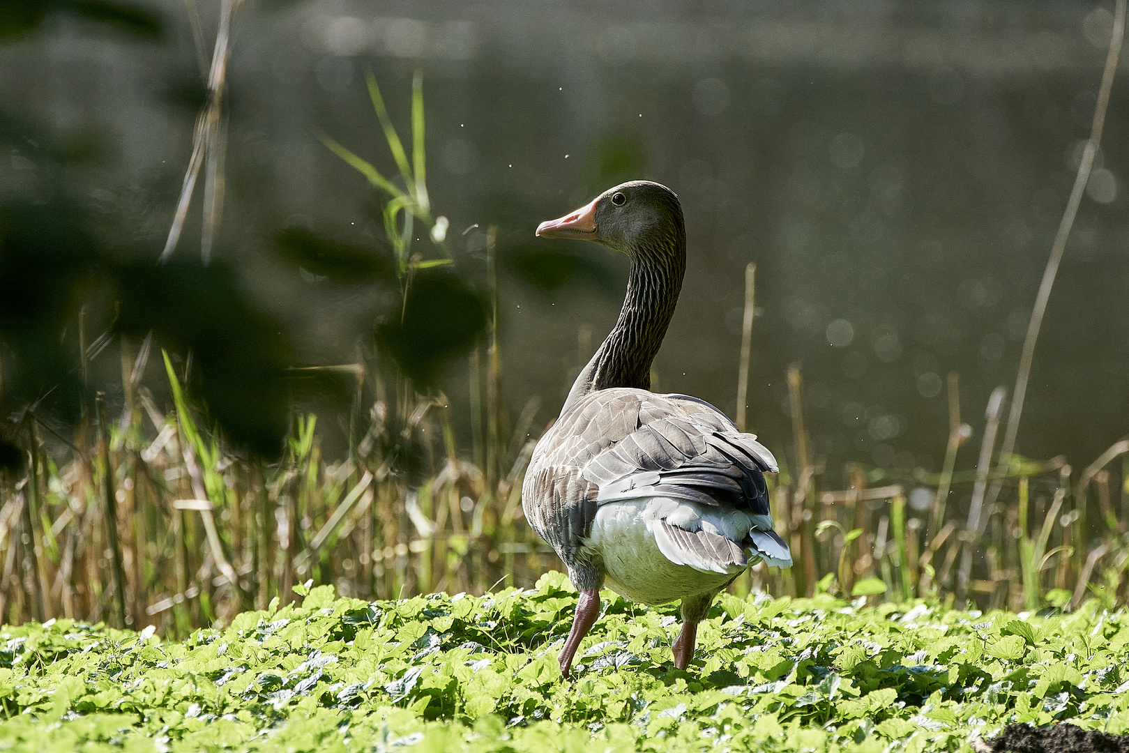 Graugans in ihrem Habitat 