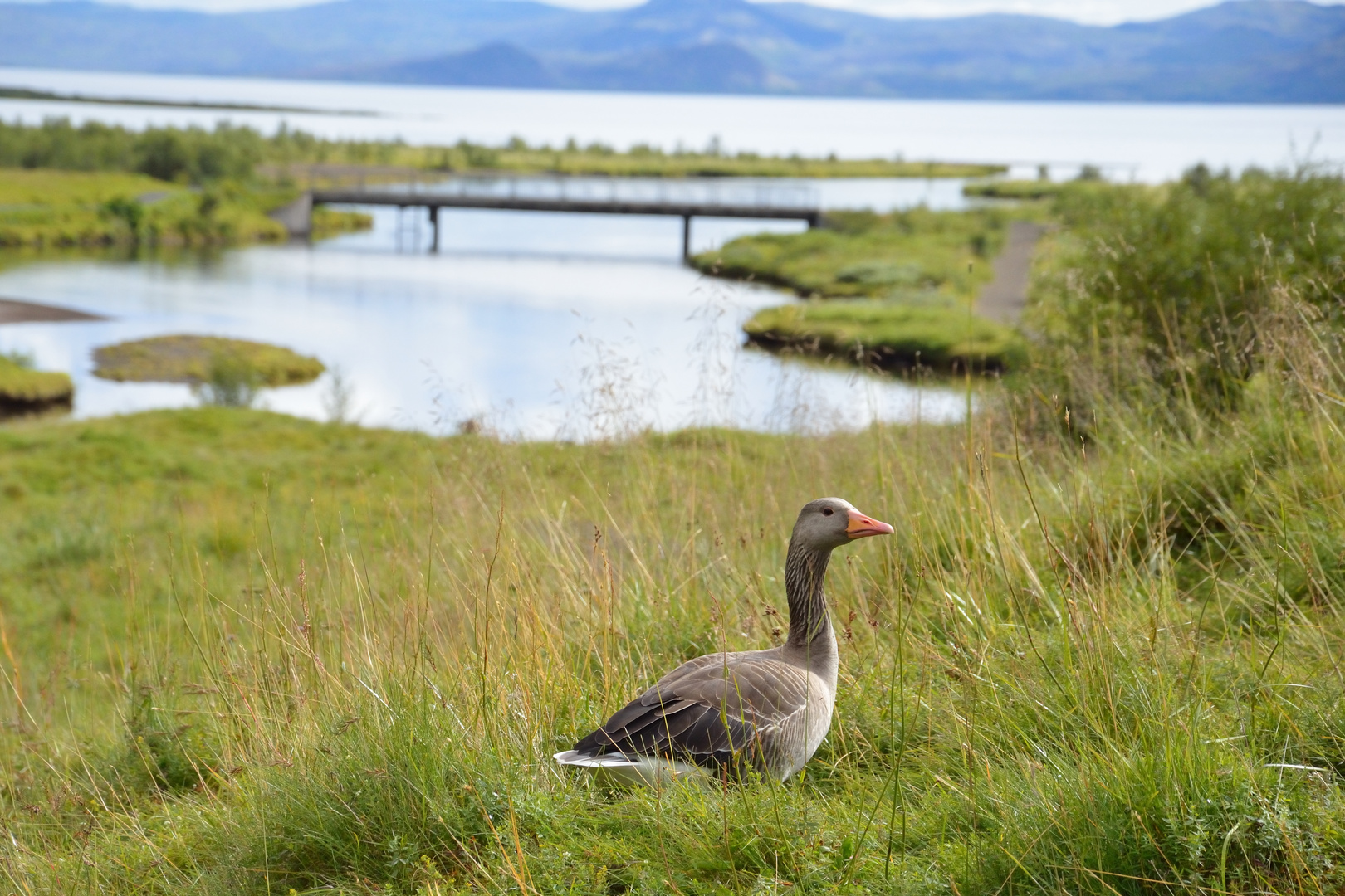 Graugans in Island