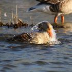 Graugans in Wasser gehüllt