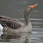 Graugans: Komm mir nicht zu nahe