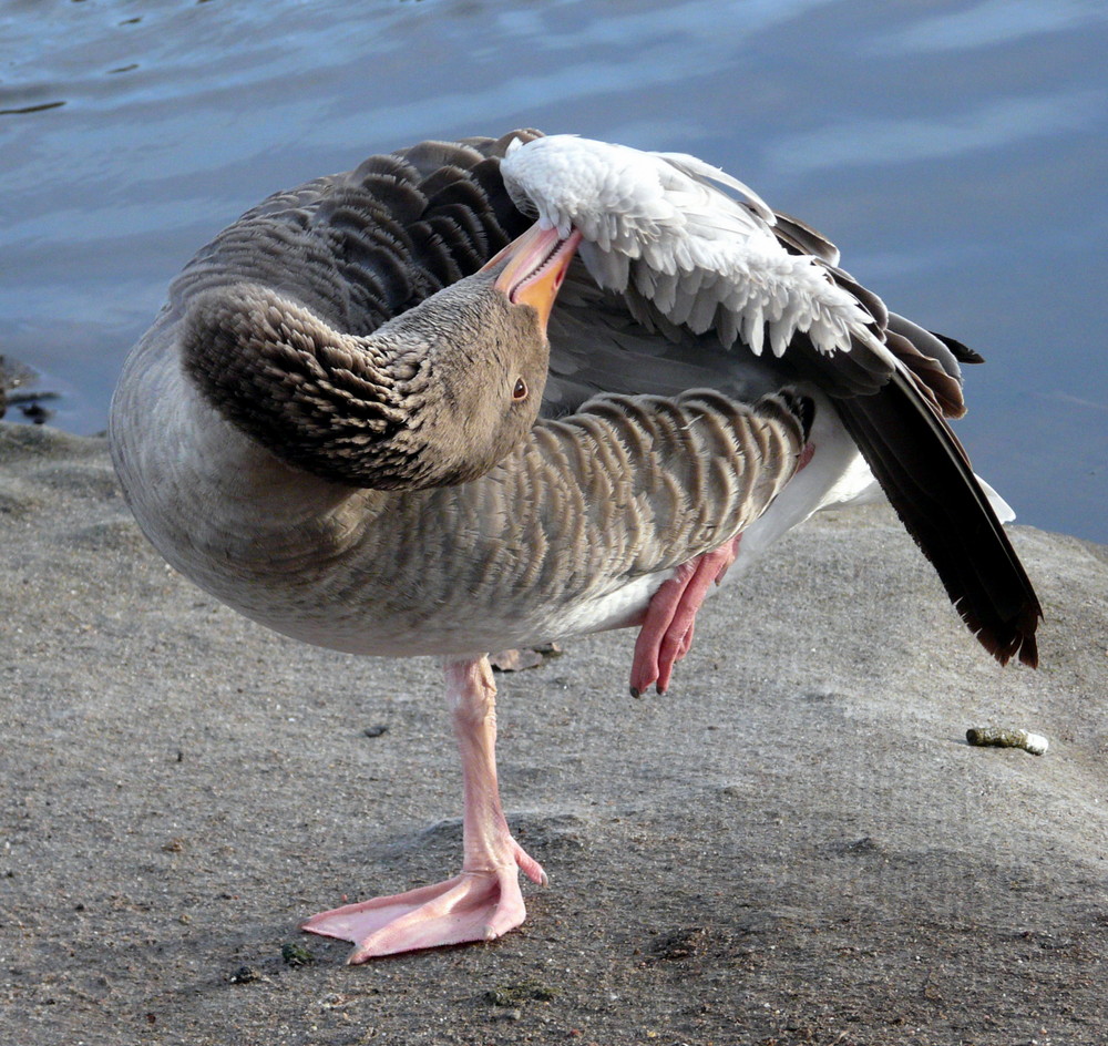 Graugans macht Aerobic