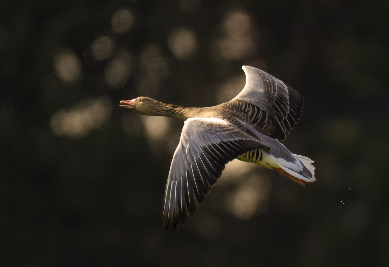 Graugans mit Bokeh