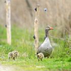 Graugans mit drei Jungen Küken