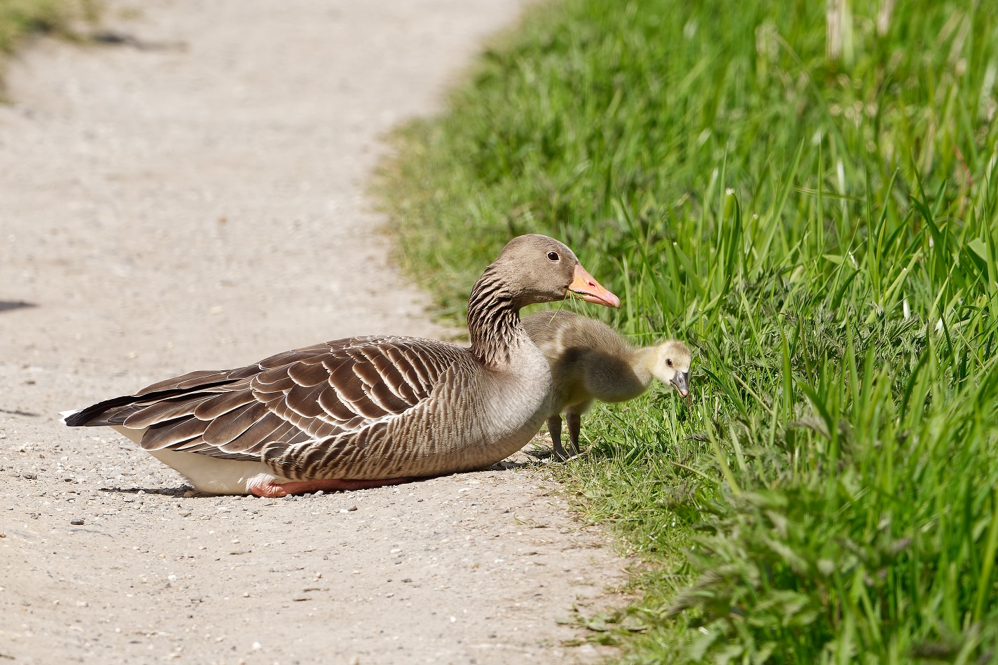 Graugans mit einem ihrer Küken