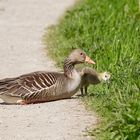 Graugans mit einem ihrer Küken