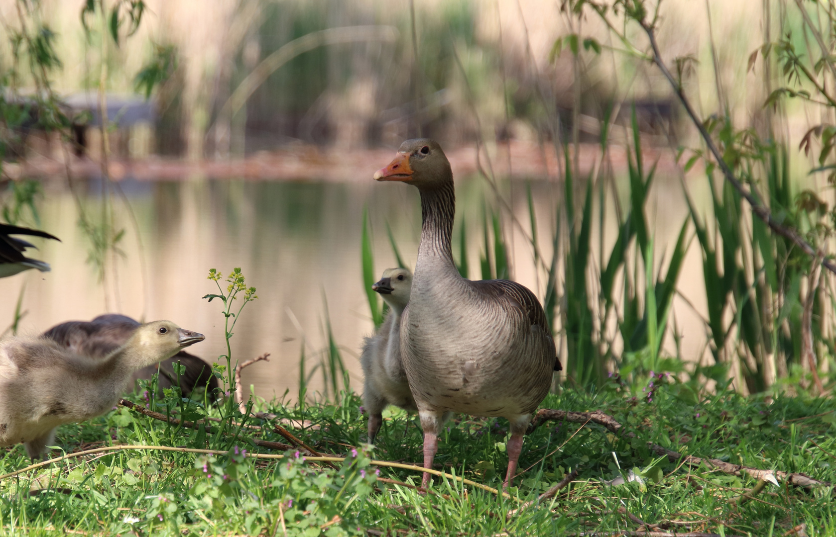 Graugans mit ihren süßen Gänseküken in der Altmark!