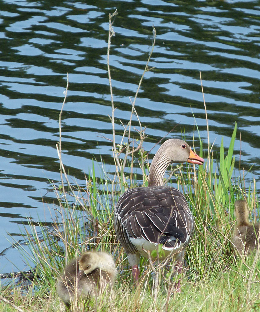 Graugans mit Jungen