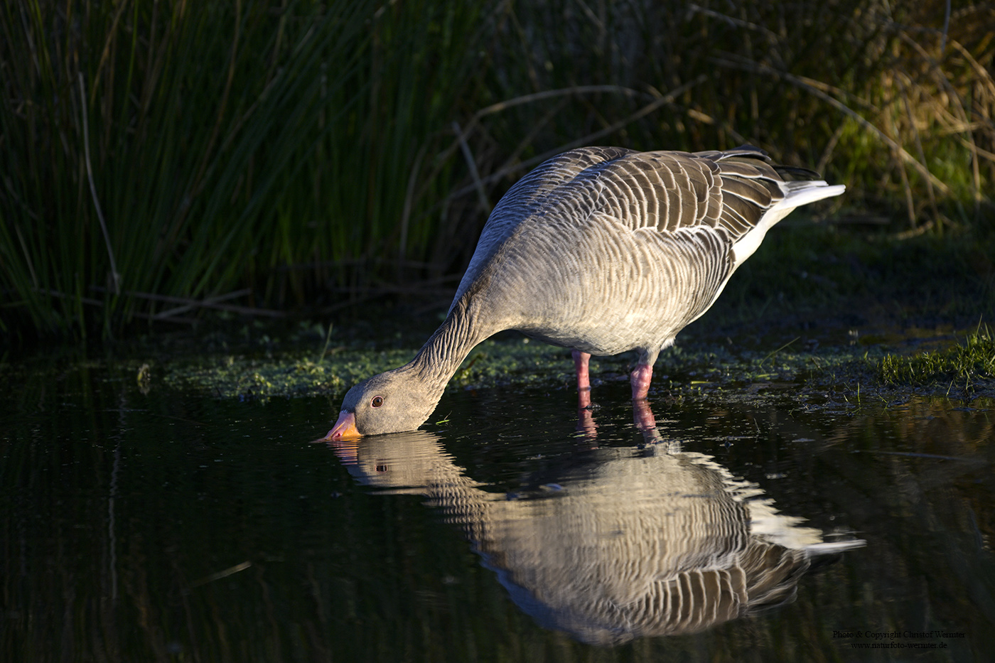 Graugans mit Spiegelung