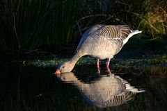 Graugans mit Spiegelung