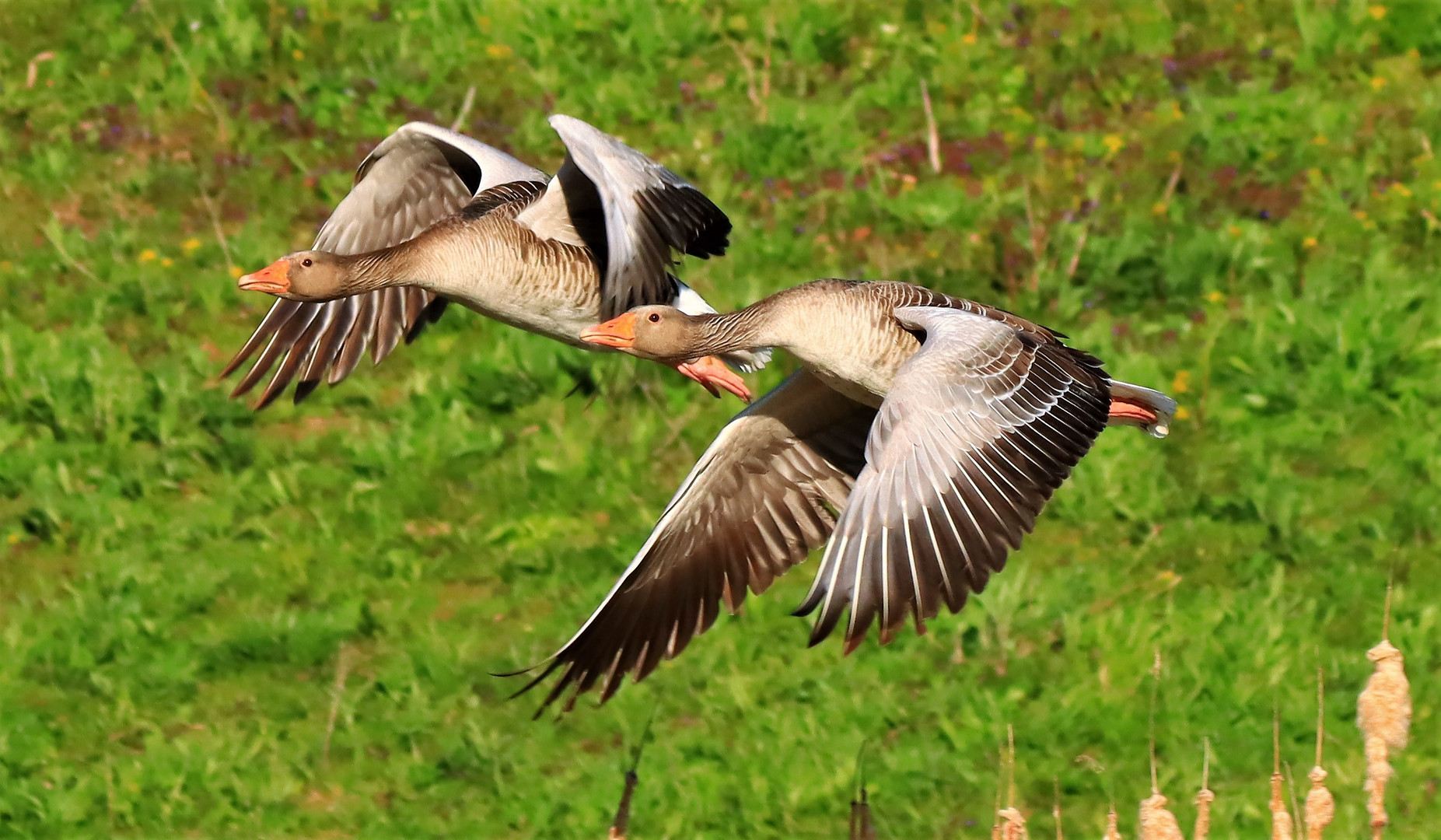 Graugans-Paar im Flug