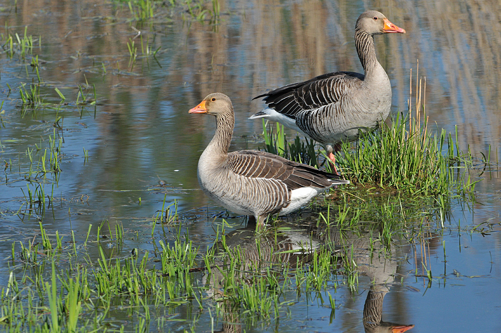 Graugans – Paar – Wachsamkeit