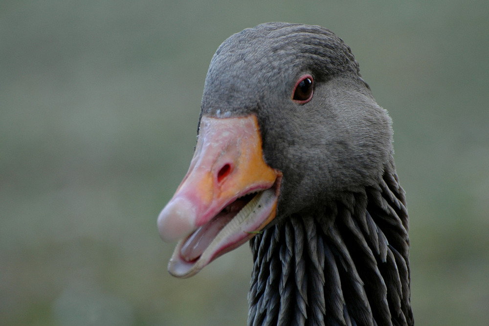 Graugans - Portrait