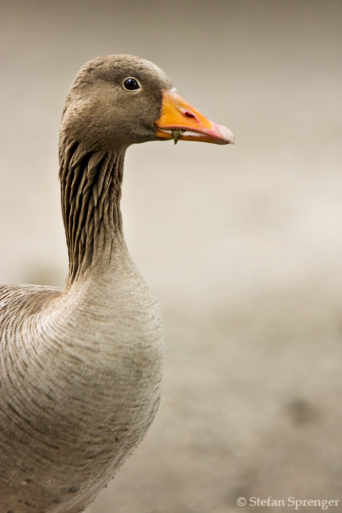 Graugans Portrait