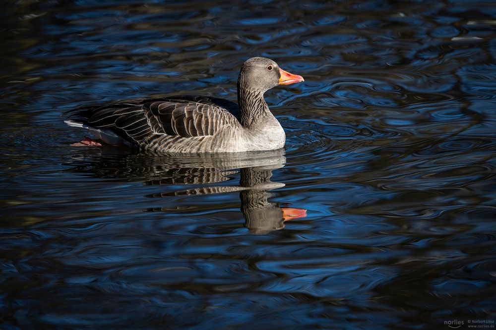 Graugans Spiegelung