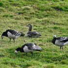 Graugans umzingelt von drei Nonnengänsen hinter dem Emsdeich bei Pogum (Rheiderland)