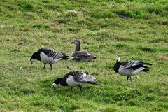 Graugans umzingelt von drei Nonnengänsen hinter dem Emsdeich bei Pogum (Rheiderland)