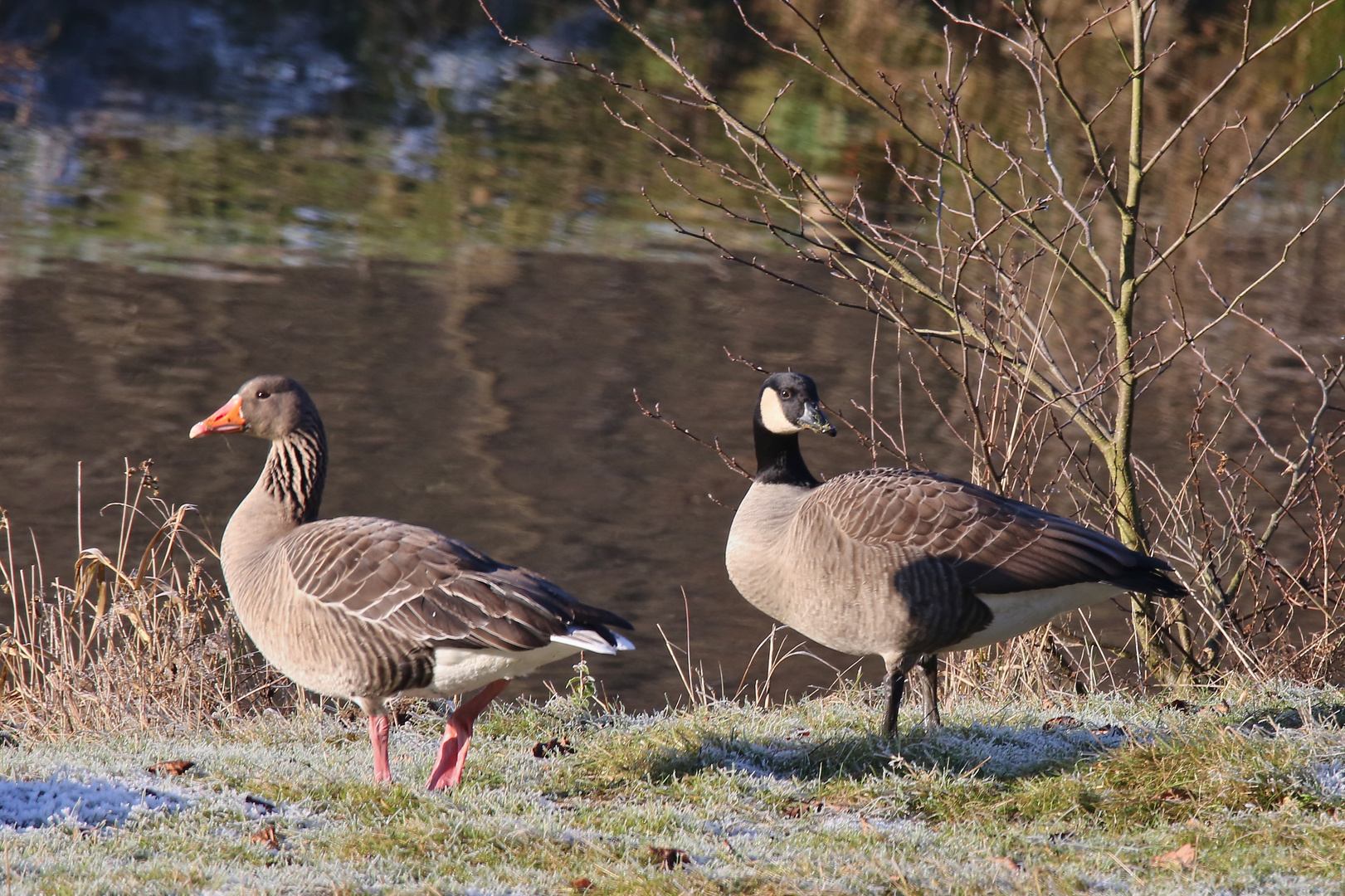 Graugans und Kanadagans (2017_01_01_EOS 6D_2371_ji)