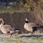 Graugans und Kanadagans (2017_01_01_EOS 6D_2371_ji)