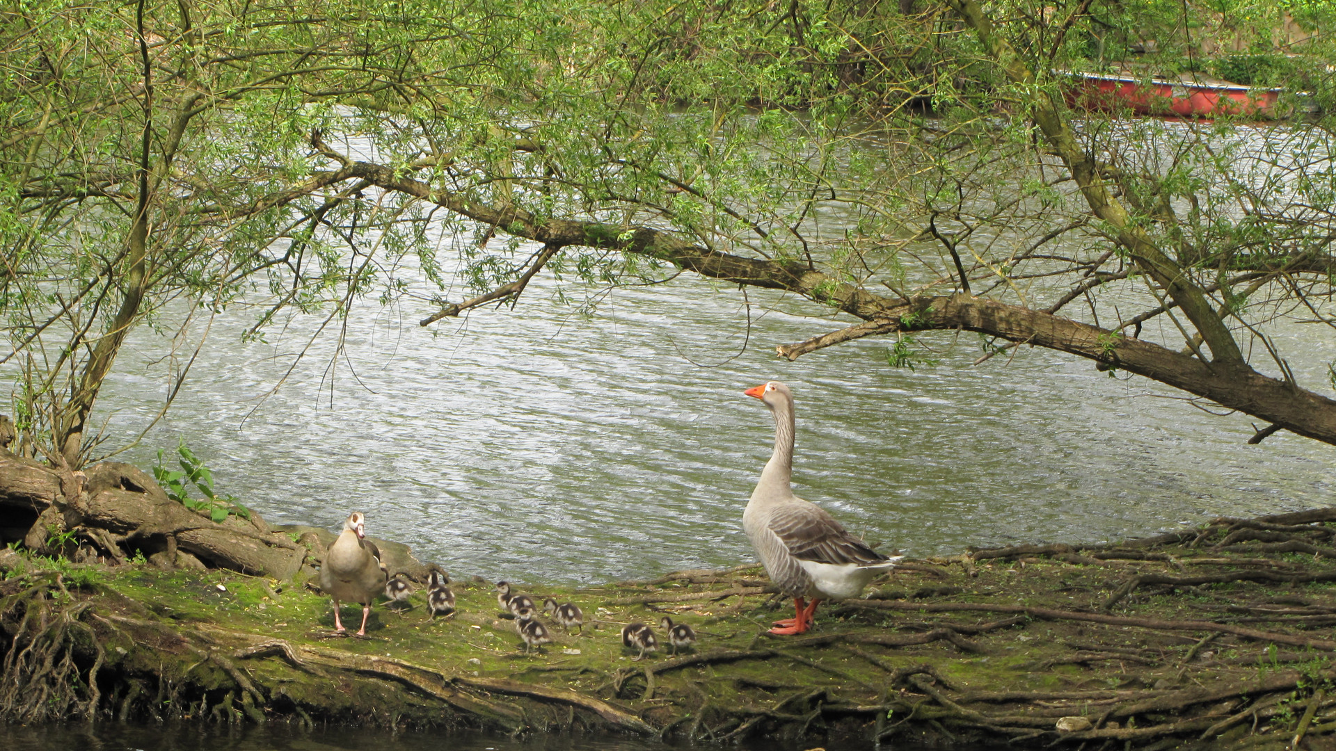 Graugans und Nilgänse