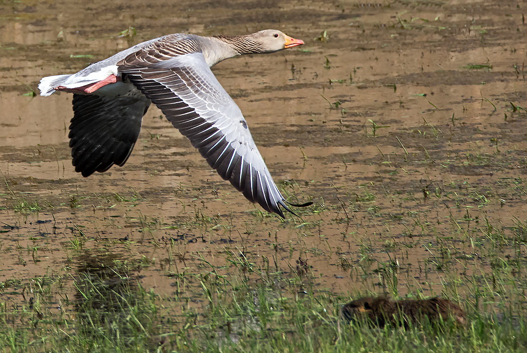 Graugans und Nutria