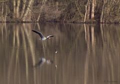 Graugans und Rauchschwalbe im Flug über dem See