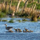 Graugans und Wasserschnepfe