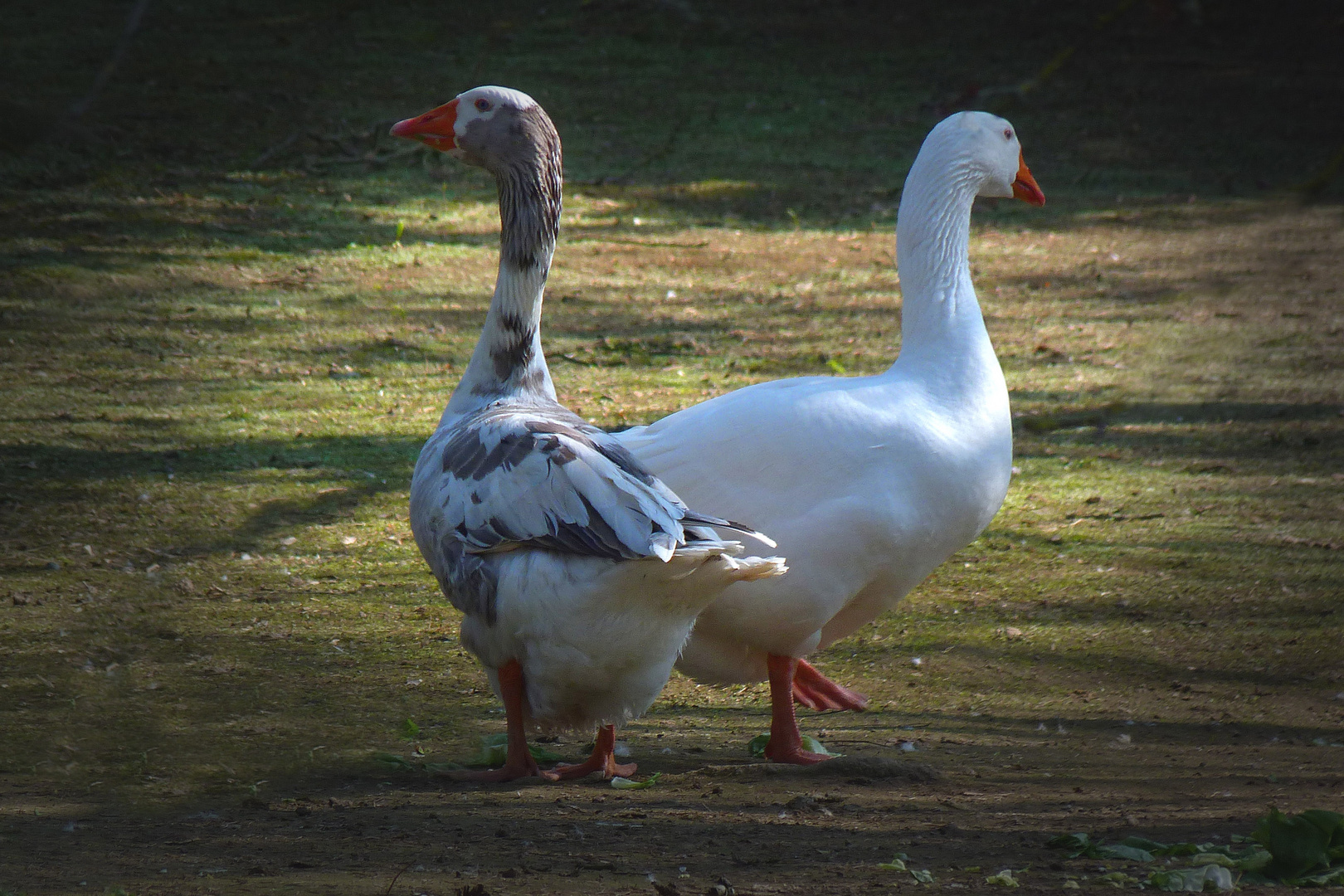 Graugans und "Weissgans"