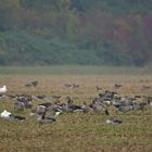 Graugans – Versammlung mit Hausgänsen