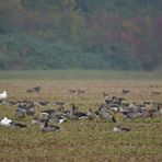 Graugans – Versammlung mit Hausgänsen