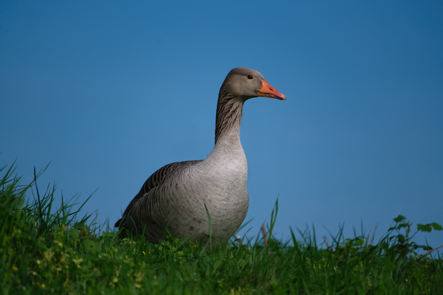 Graugans vor blau