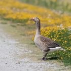 Graugans vor Sommerblütenpracht....