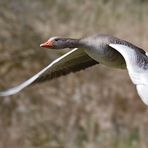 Graugans vorbei fliegend