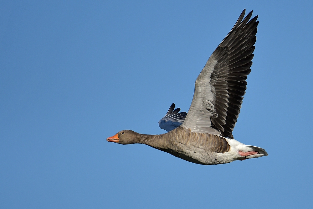 Graugans – Vorbeiflug