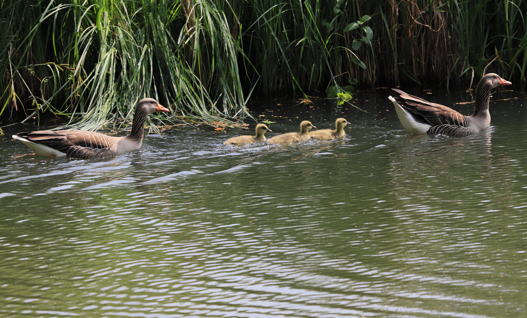 graugansfamilie 2