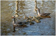 Graugansfamilie 2