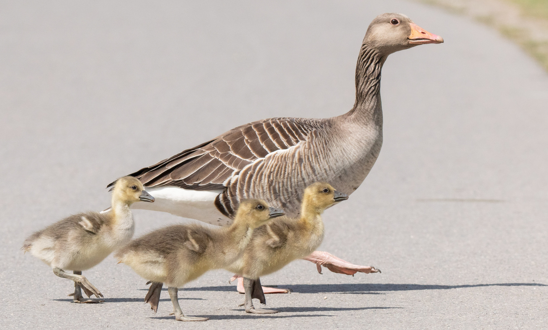 Graugansfamilie