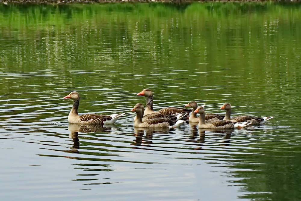 Graugansfamilie