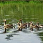 Graugansfamilie